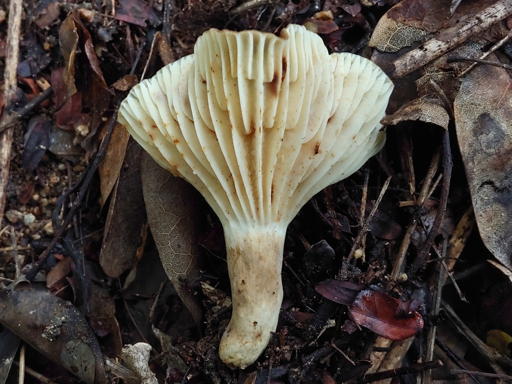 Lactifluus putidus