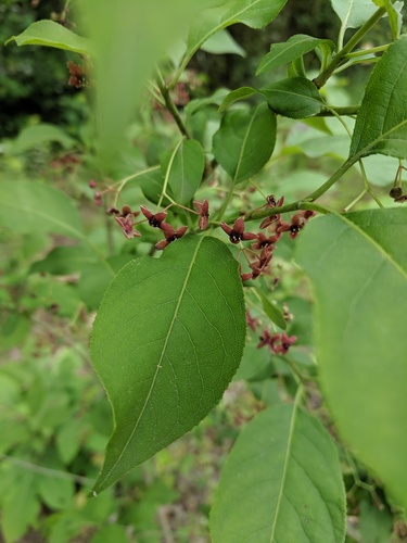 Burningbush (Euonymus atropurpureus)