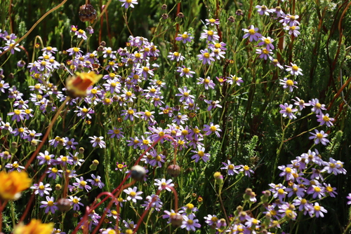 Image of Senecio umbellatus by (c) Tony Rebelo, some rights reserved (CC BY-SA)