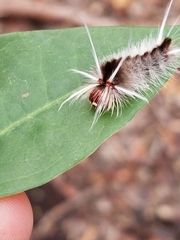 Halysidota cinctipes
