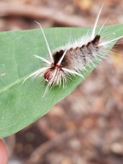 Halysidota cinctipes