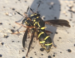 Sphiximorpha willistoni