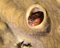 Ecsenius opsifrontalis