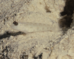 Ctenogobiops