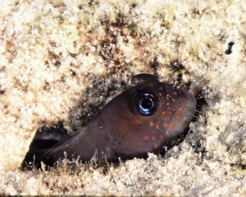 Cirripectes variolosus