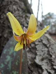 Erythronium umbilicatum