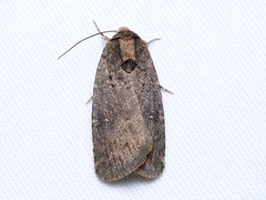 Proteuxoa nyctereutica