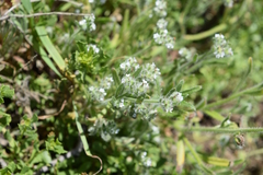 Cryptantha leiocarpa