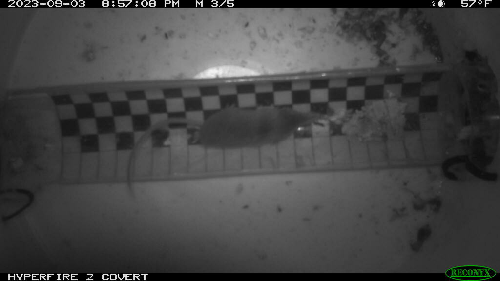Long-Tailed Shrew