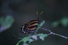 Lycorea halia atergatis