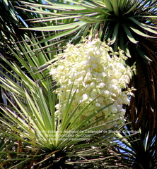 Hesperoyucca