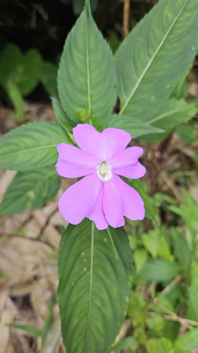 Image of Impatiens platypetala by (c) Cheongweei Gan, some rights reserved (CC BY)
