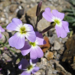 Malcolmia