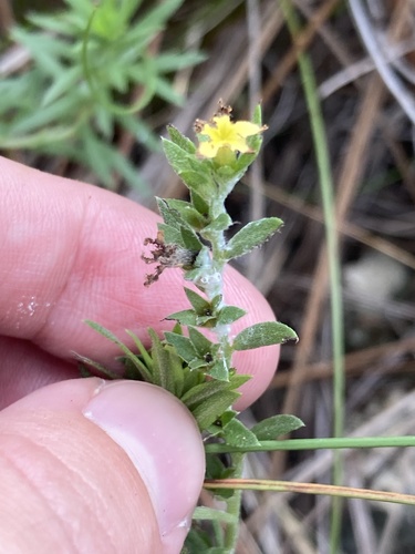 Euploca polyphylla, photograph 2