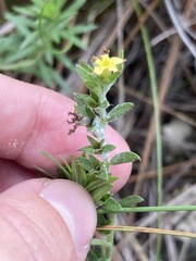 Euploca polyphylla, photograph Jade Fortnash, CC0, iNaturalist via GBIF