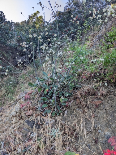 Image of Eriogonum grande by (c) Aaron Kreisberg, some rights reserved (CC BY)
