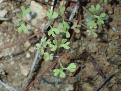 Pterostegia drymarioides