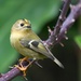 Western Azores Goldcrest - Photo (c) edporopat, some rights reserved (CC BY-NC), uploaded by edporopat
