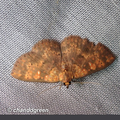 Sarobides inconclusa