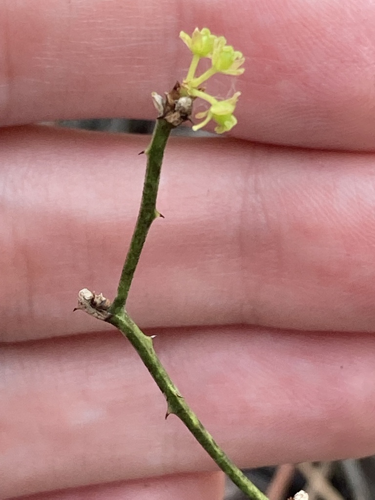Smilax havanensis (Smilax havanensis)