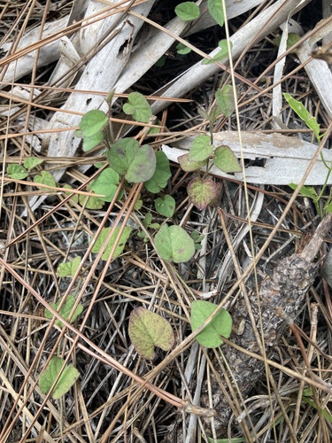 Rocklands Morning-glory (Ipomoea tenuissima)