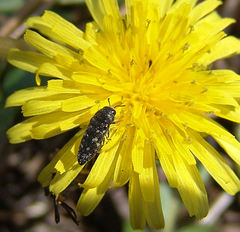 Acmaeodera tubulus