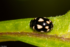 Hyperaspis festiva