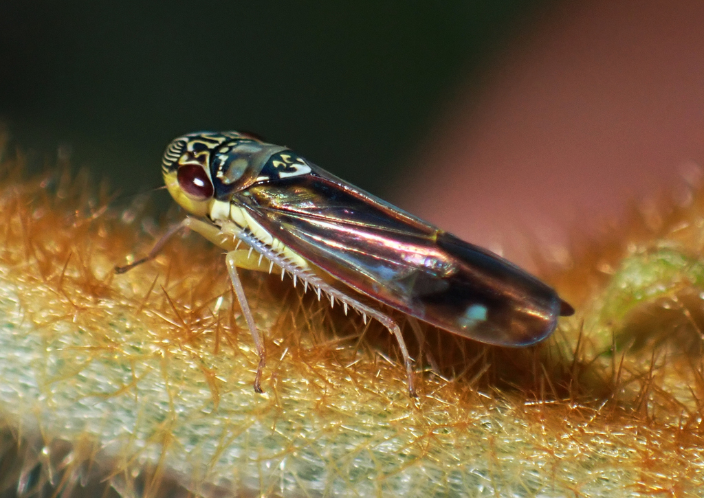 Dilobopterus disparulus
