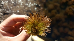 Proserpinaca pectinata