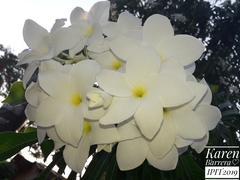 Plumeria pudica