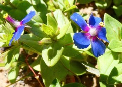 Anagallis