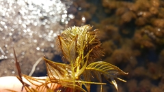 Proserpinaca pectinata