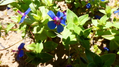 Anagallis