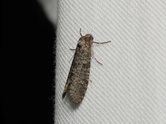 Lepidoscia annosella