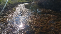 Proserpinaca pectinata