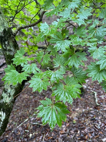 Acer shirasawanum, photograph 6