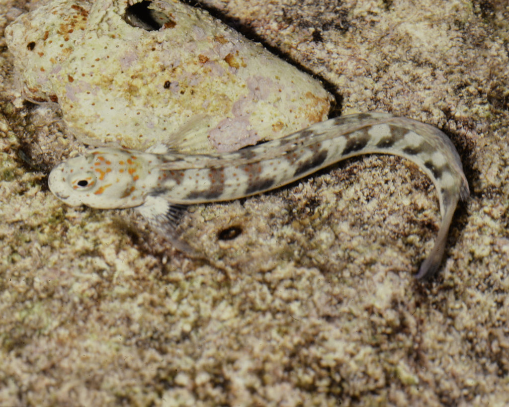 Red-spotted Blenny