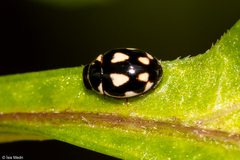 Hyperaspis festiva
