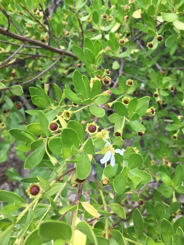 Pemphis acidula observed 2019-03-18