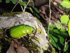 Chrysina psittacina