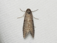 Lepidoscia annosella