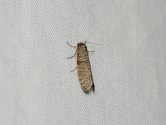 Lepidoscia annosella