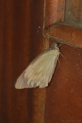 Ascia monuste orseis