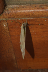 Ascia monuste orseis