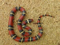 Lampropeltis elapsoides