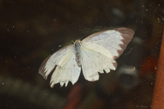 Ascia monuste orseis