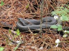 Pituophis melanoleucus lodingi
