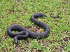 Pituophis melanoleucus lodingi