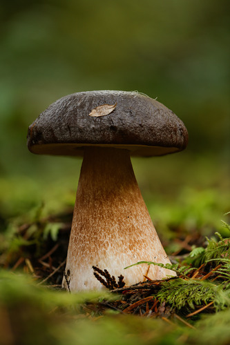 Boletus fibrillosus Thiers