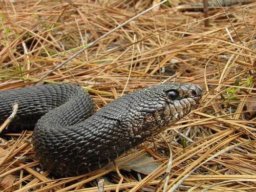 Pine Snake